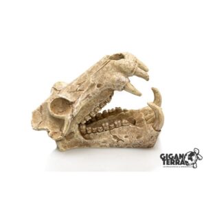 Giganaqua Schedel Sabeltand Tijger