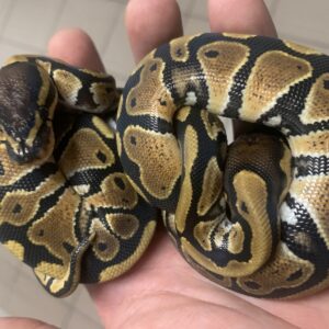 Python Regius ballpython baby