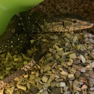 Varanus ornatus Nijlvaraan 60cm