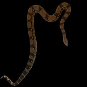 Boa constrictor Afgodslang 1,5m