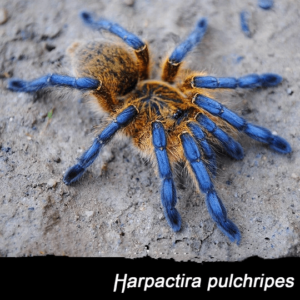 Harpactira pulchripes blauwe baboon vogelspin baby