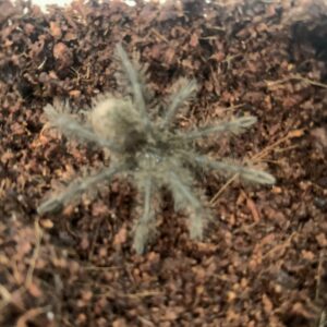 Theraphosa leblondi Goliat vogelspin baby 1-2cm
