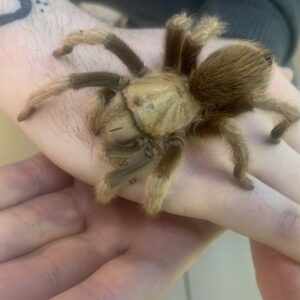 Aphonypelma chalcodes texas blonde vogelspin adult females