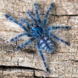 Caribena versicolor Martinique roodteenvogelspin CITES CB IN EU