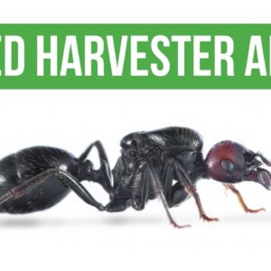 Messor barbarus koningin