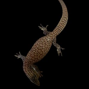 varanus acanthurus stekelstaartvaraan baby red medium