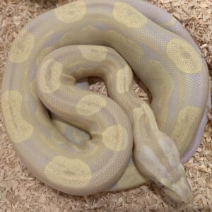 Boa Constrictor albino motley afgodslang cb22