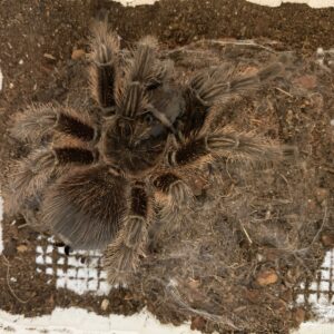 Phormictopus cancerides Cubaanse vogelspin adult female