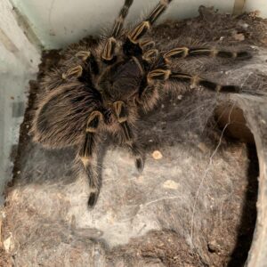 Grammostola pulchripes geelknie vogelspin adult female