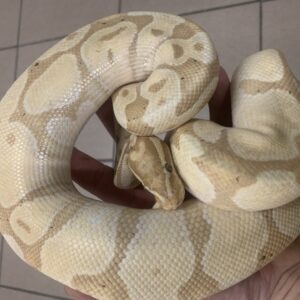 Python regius banana ballpython baby 66% het clown 100%genetic stripe