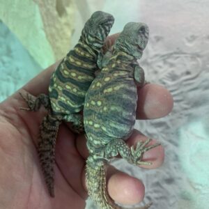 uromastyx ornata Groene doornstaart agaam baby