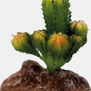Repto Plant Cactus