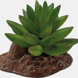 Repto Plant Aloes