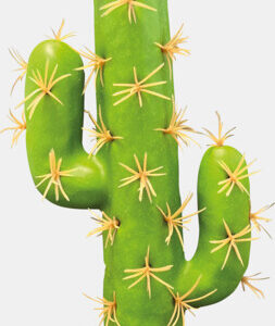Repto Plant Cactus San Pedro