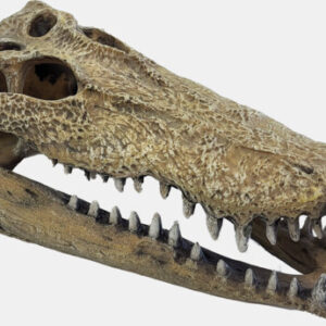 Repto deco crocodile xxl 55cm