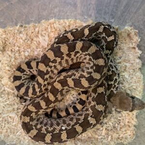 Pituophis melanoleucus Stierslang of bull snake cb24