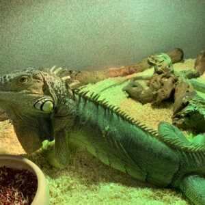 iguana iguana groene leguaan orange zero baby