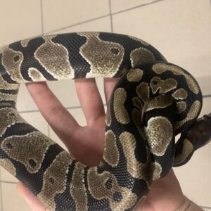 Python Regius ball python