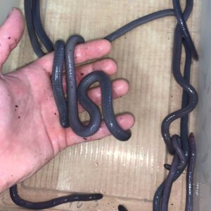 Geotrypetes seraphini worm salamander