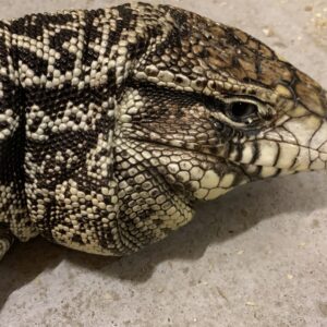 Salvator merianae, baby Argentijnse Teju