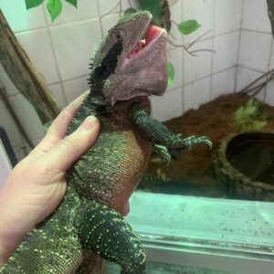 Intelagama(physignatus) leisuri Australische wateragaam baby