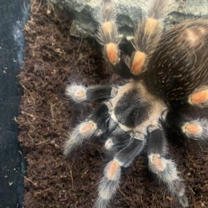 Brachypelma hamorii roodknievogelspin 3-4cm
